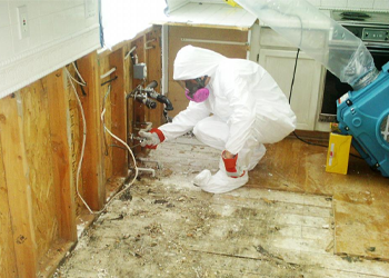 Mold Removal & Remediation